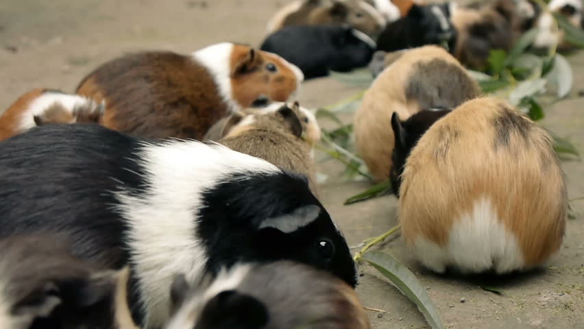 Guinea pigs eating eucalyptus leafs.  Close Up