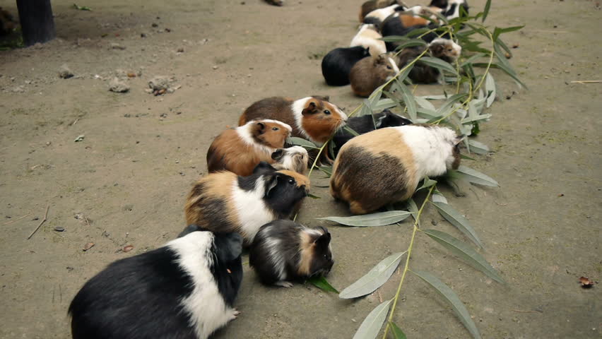 Guinea pigs eating eucalyptus leafs.  Wide Shot