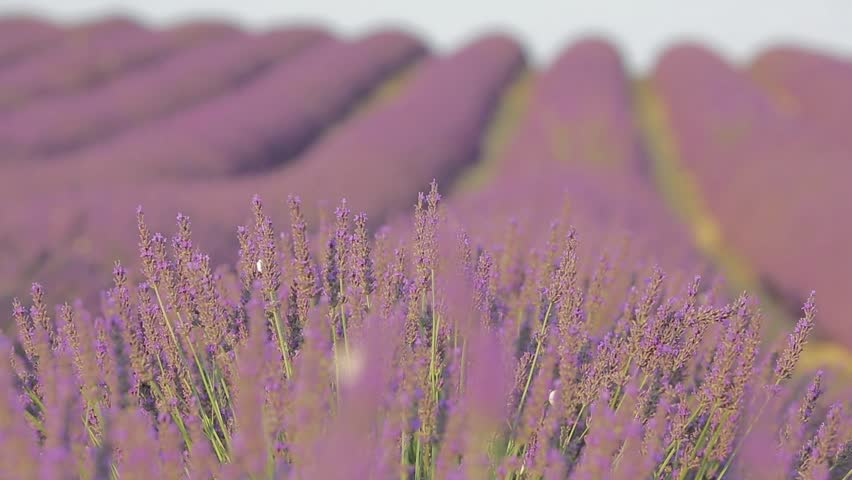 Avenues of grass separate the rows of lavender which stretch as far as the eye can see
