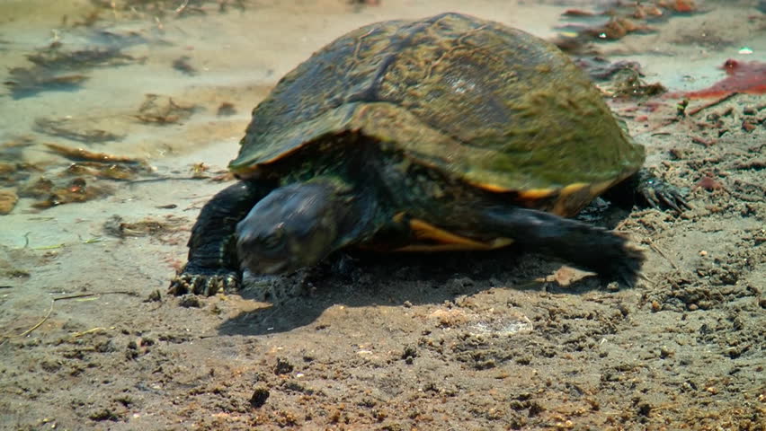 A large turtle eating in the sand