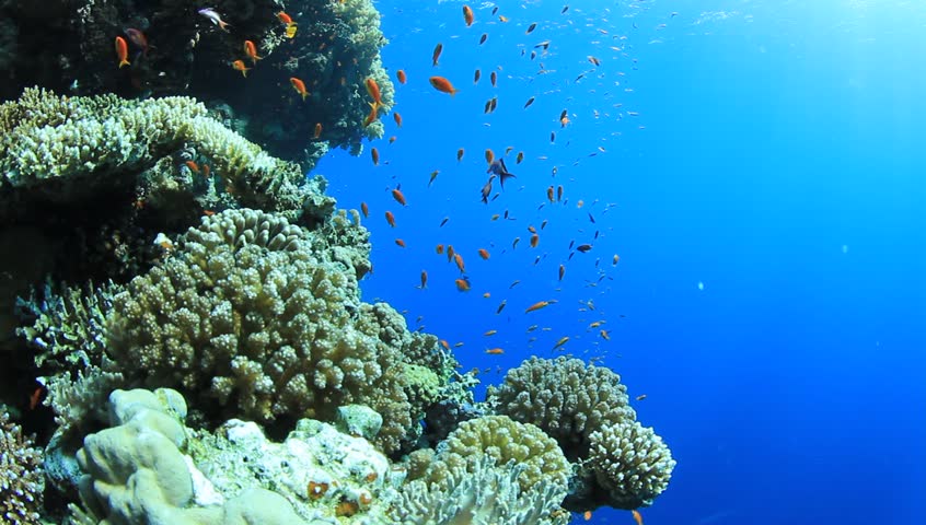 Coral Reef Scene with Tropical Fishes (Lyretail Anthias) in the Red Sea