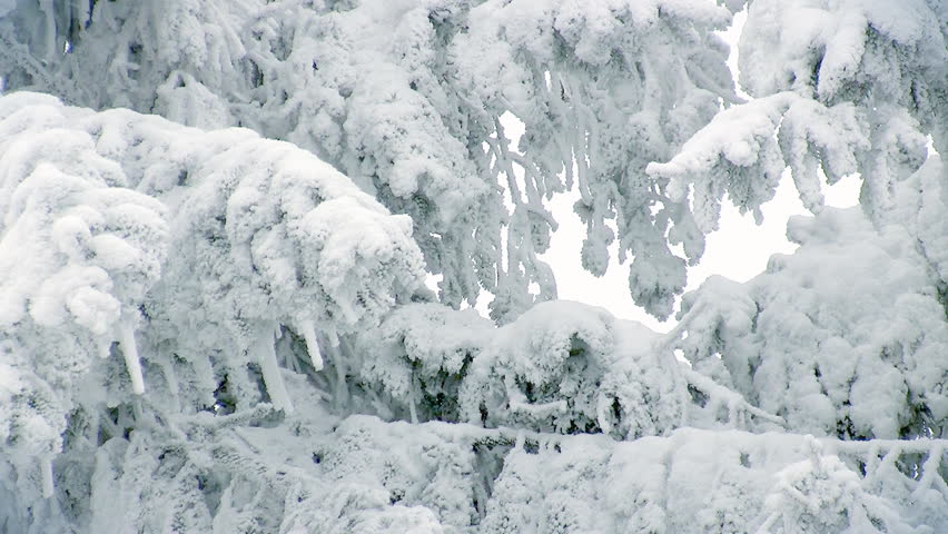 Winter firs background, snowfall, HD