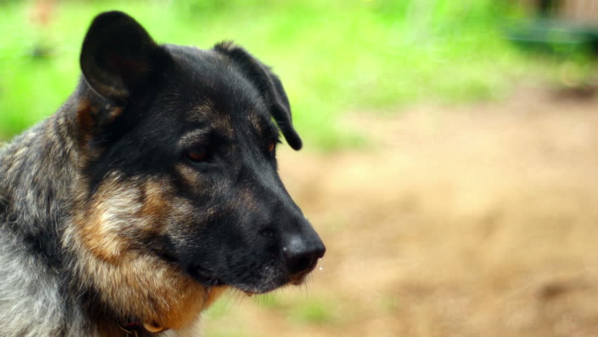 SUPER 35MM CAMERA - Lonely dog longing for attention 