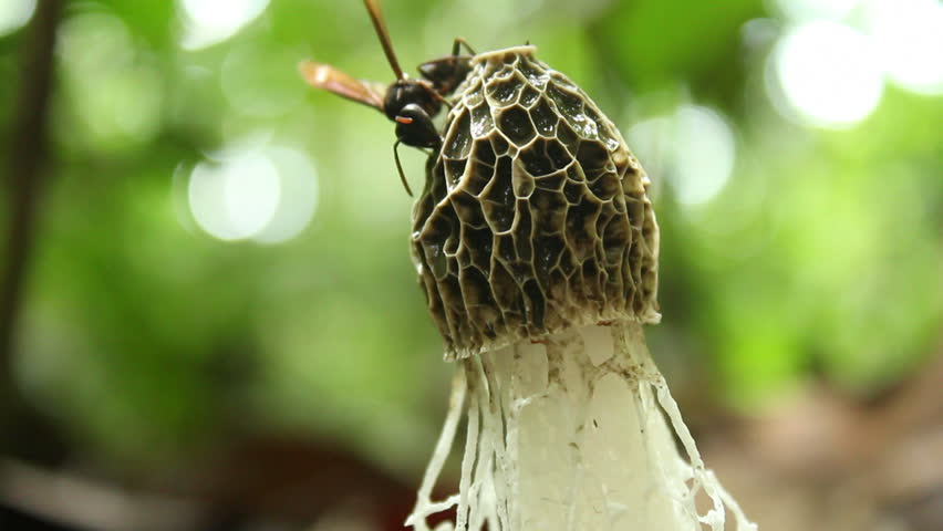 Insects visiting a Maiden's Veil Fungus (Dictyophora indusiata) on the rainforest floor, Ecuador