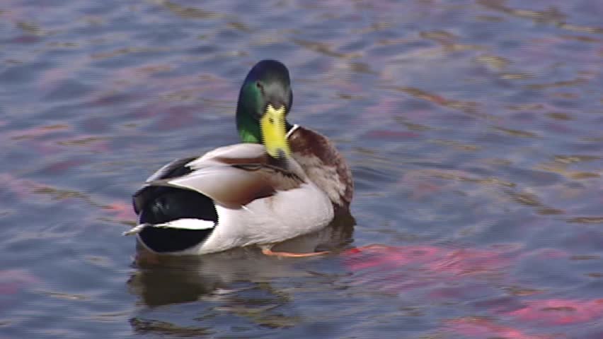 Wild Duck male swimming, floating in pond - mallard - anas platyrhynchos