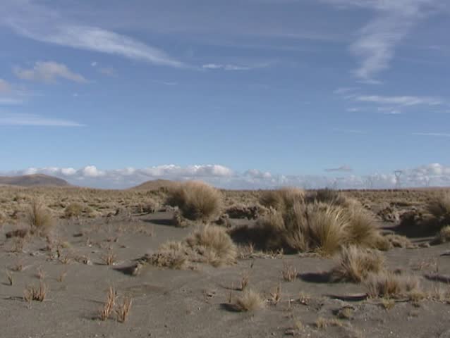 Rangipo desert pan tussock grass & bushes. Rangipo Desert is located in New Zealand, on the North Island Volcanic Plateau.