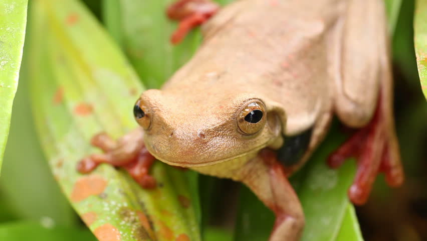 Suriname Golden-eyed Treefrog (Trachycephalus coriaceus) on the leaves of an epiphytic orchid in the rainforest understory, Ecuador