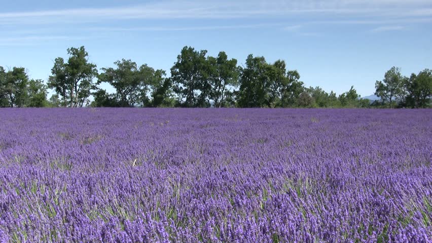 Lavender field with trees