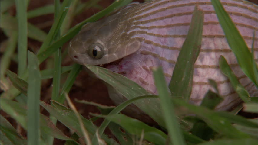Egg-eater Snake with egg in mouth