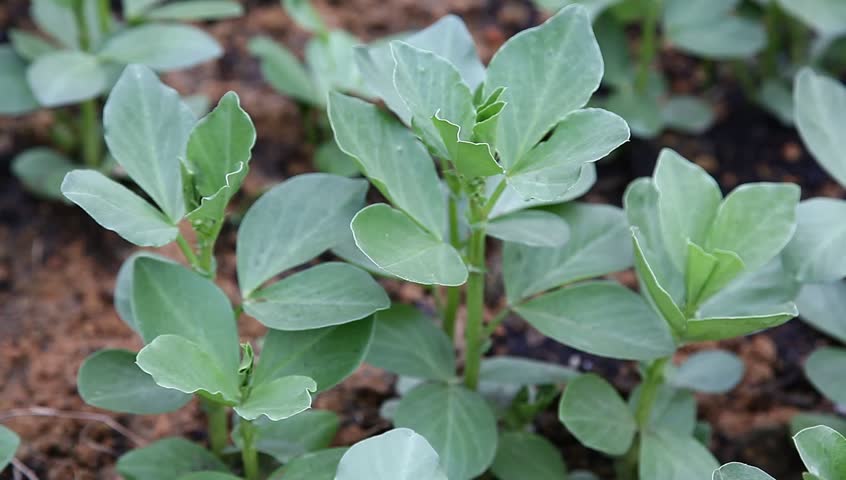 broad bean sapling in the garden
