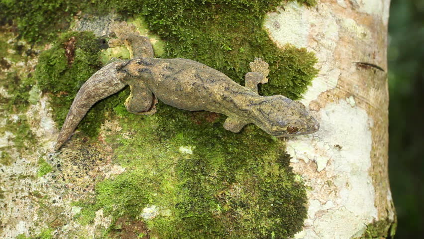 Turnip-taileg Gecko (Thecadactylus solimoensis) on a tree trunk in the Ecuadorian Amazon