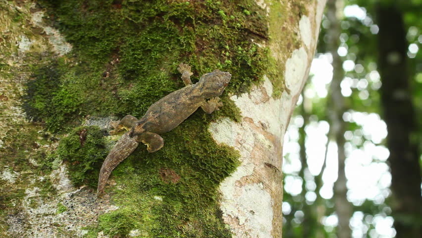 Turnip-taileg Gecko (Thecadactylus solimoensis) on a tree trunk in the Ecuadorian Amazon