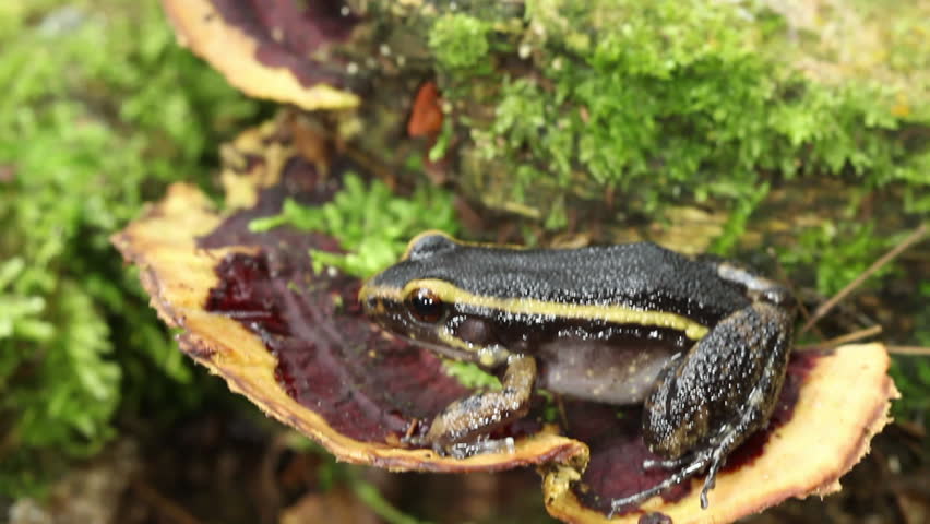 Painted ant nest frog (Leptodactylus lineatus) resting on a bracket fungus in the rainforest, Ecuador