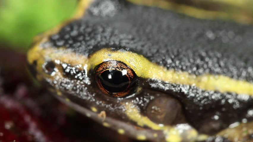 Painted ant nest frog (Leptodactylus lineatus) resting on a bracket fungus in the rainforest, Ecuador