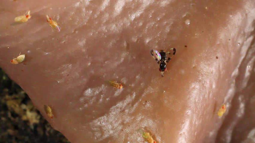 Fruit flies (Drosophila) on a fungus in the rainforest, Ecuador. 