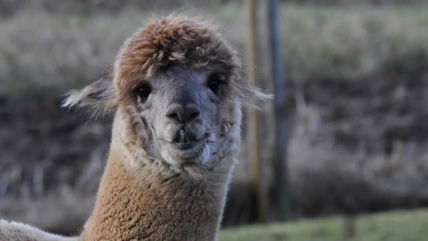 brown alpaca
