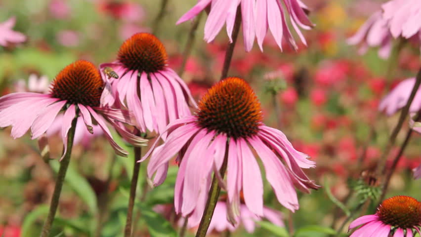 echinacea blossoms
