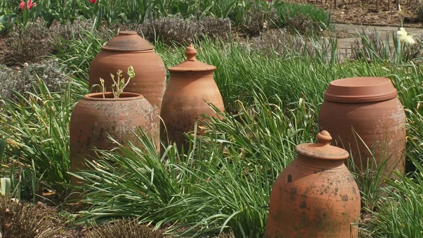 Terracotta containers with sea kale in kitchen garden. Forcing is a process which provides an earlier harvest.