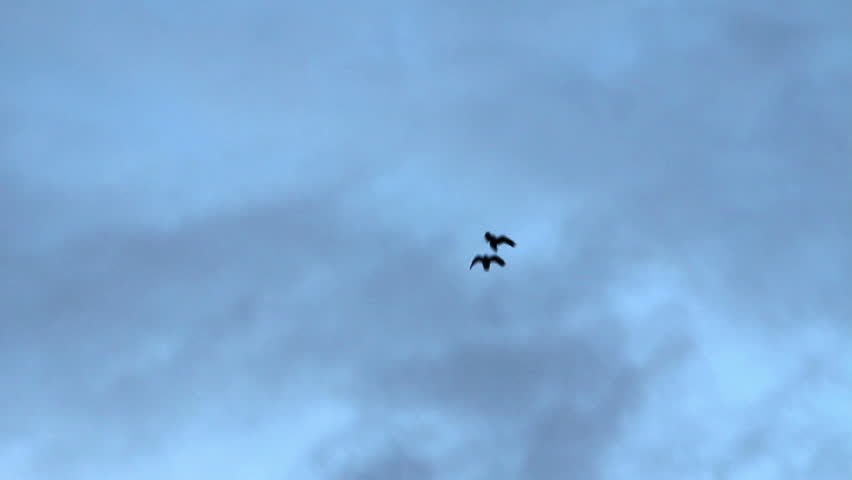 A pair of Ravens glide through the Icelandic winter sky. The Raven is known for a being a social and intelligent bird. 