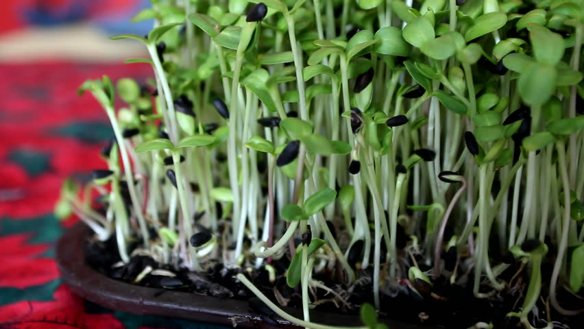 Tray of soil grown sunflower sprouts
