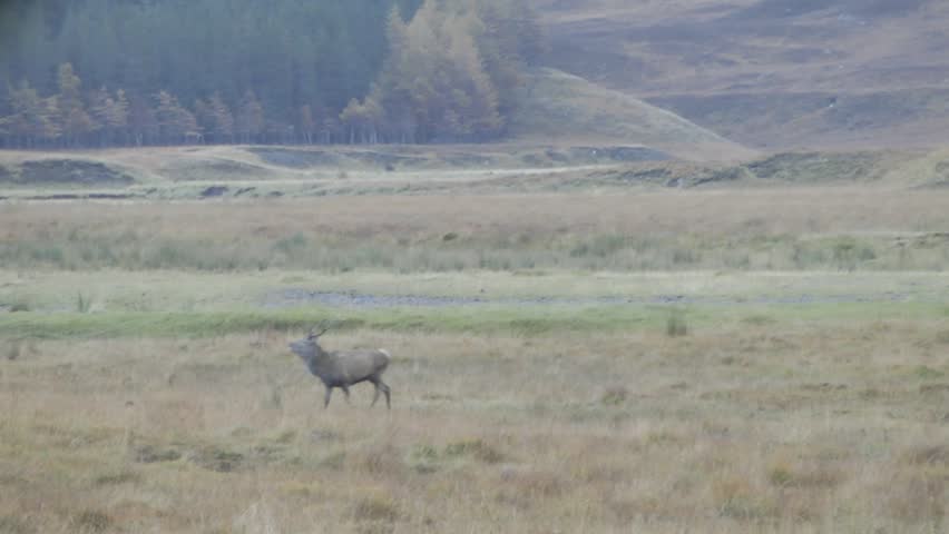 Deer running in Glenn Affric Valley, Scotland - slow motion (1080p50 conformed to 1080p25)