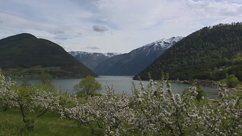 SOGNEFJORD, NORWAY: fjord behind orchard + fruit blossoms + pan. Sognefjord in Norway is the third longest fjord in the world