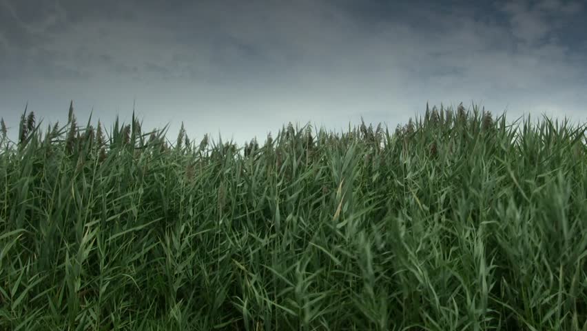 Medium shot; tall grass blowing in the wind, neutral gradient.