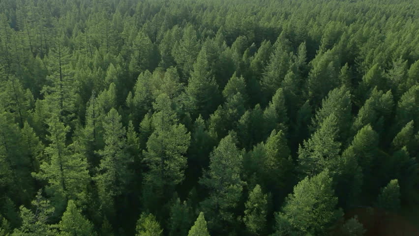 flight over forest in mountains