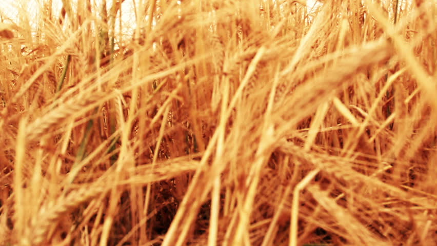 Slow motion crane shoot over wheat field