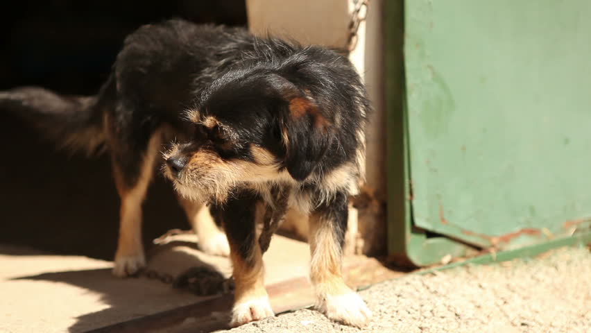 Angry small dog barking furios defending the entrance to the house of is owner