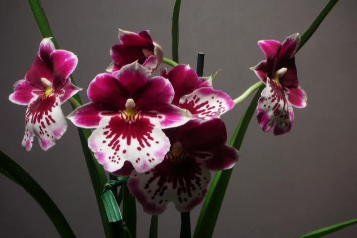 Time Lapse: Miltoniopsis orchids open