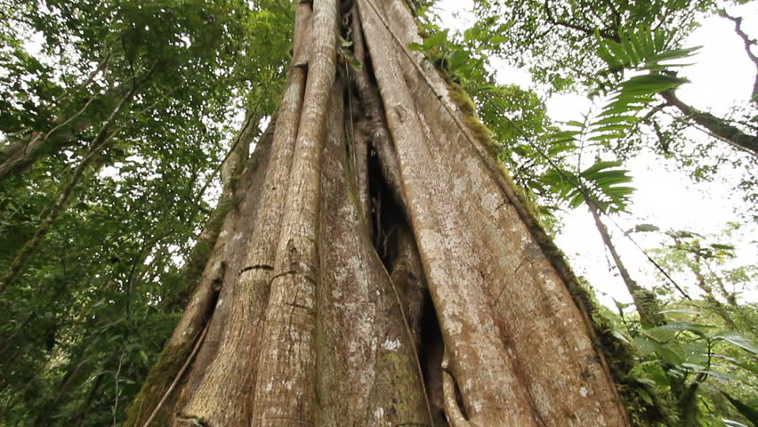 In a cloud forest, large tree is strangler fig, Bosque de Paz, central Costa Rica