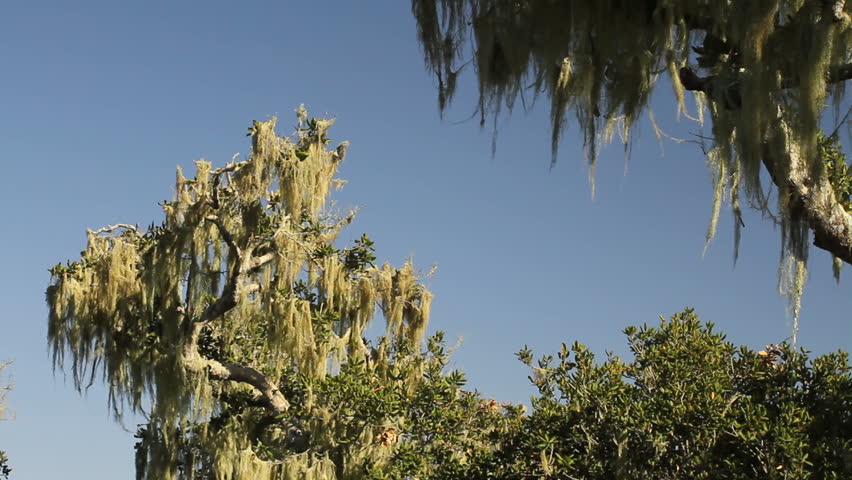 Old man beard lichens on oak trees, Los Osos, CA