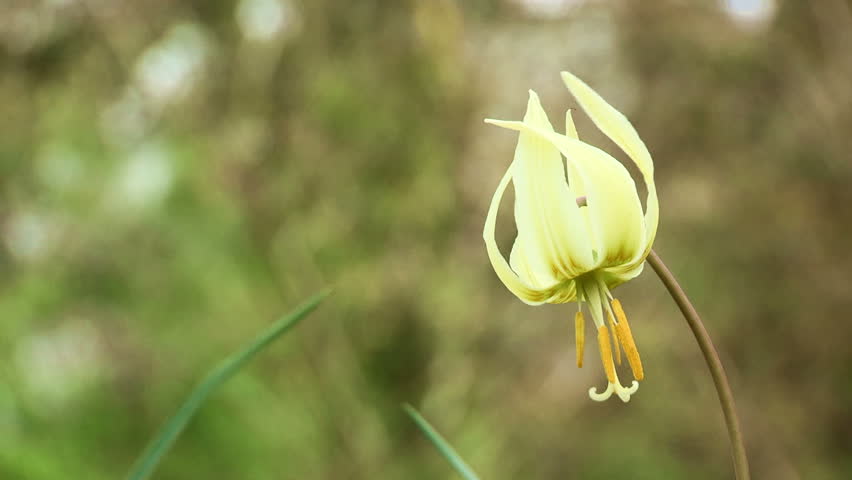 USA, Oregon, Salem, Bush's Pasture Park, Lemon Fawn Lily (Erythronium citrinum)