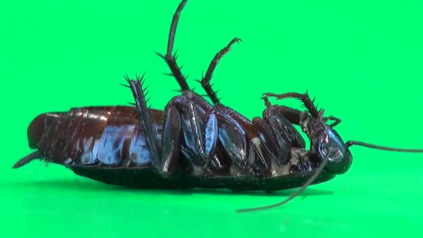Cockroach lying on a green screen on it's back