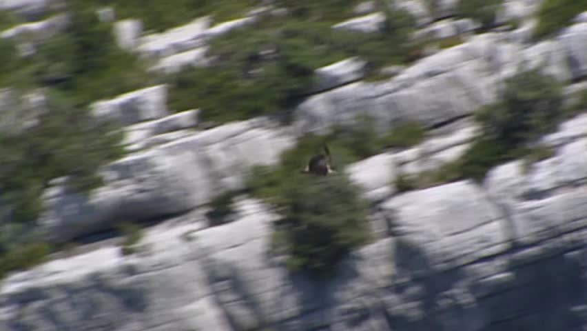 VERDON GORGE, FRANCE: griffon vulture in flight + lands on rock wall.