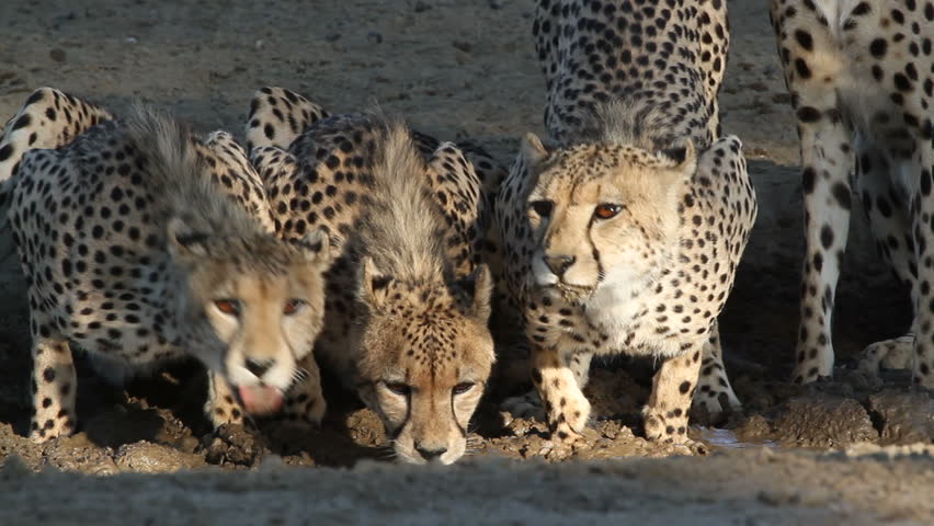 Alert cheetahs (Acinonyx jubatus) drinking water, Kalahari desert, South Africa