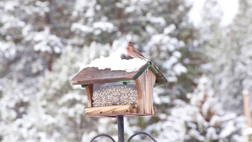 Single male House Finch bird on a yard feeder in winter