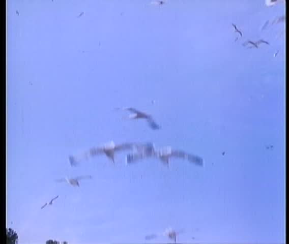 Flock of seagulls eating locusts in corn field