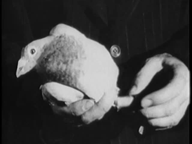 Close-up of man attaching note to homing pigeon