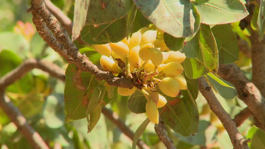 CENTRAL TURKEY, 2012 Pistachios grown in an orchard.