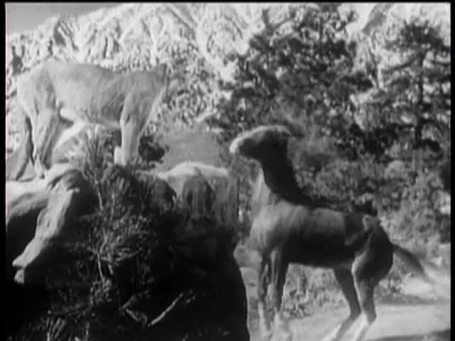 Horse and cougar fighting in national park