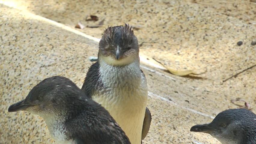Close-up of a little fairy penguin