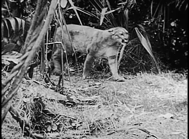 Cougar walking in jungle