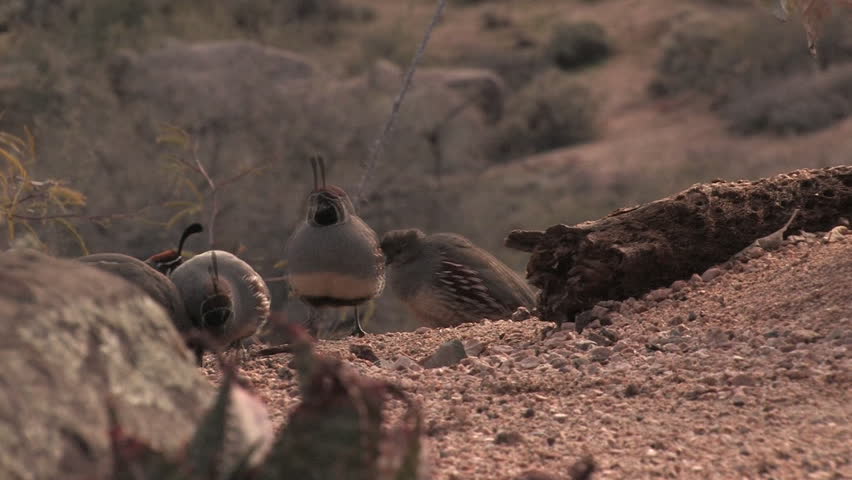 Quail on hillside