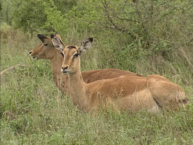 Impala  (Aepyceros melampus) ewes ruminating. This is the most common antelope of the bushfield regions of South-east Africa.