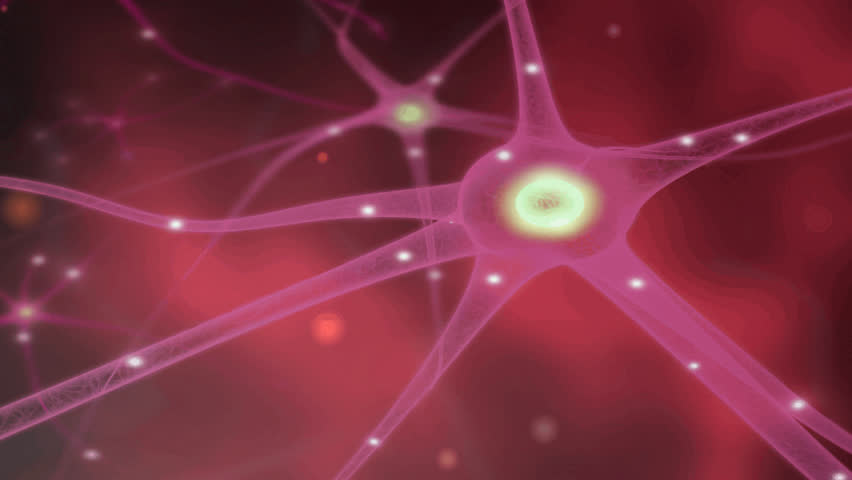 Nerve cells