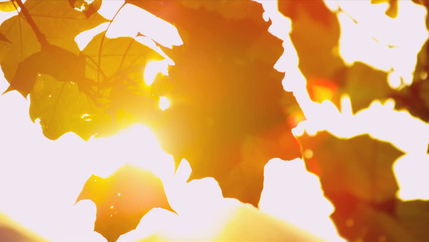 Sun shining through fall leaves blowing in breeze
