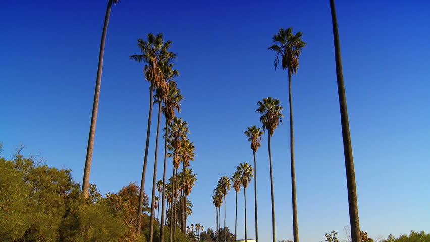"Point-of-view" driving a coastal road by palm trees