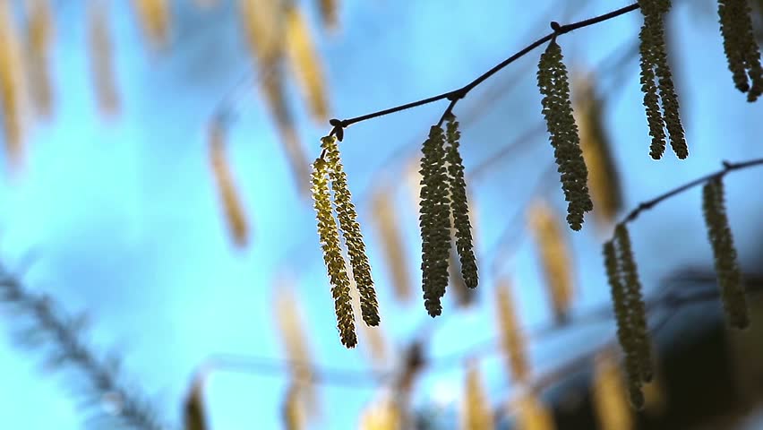 Spring catkins in the forest